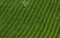 Farmer cutting grass in field